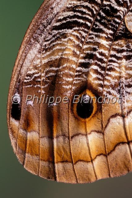 aile caligo eurilochus 2.JPG - Détail aile (verso), Gros plan des ocellesCaligo eurilochusPapillon chouetteOwl butterfly wingLepidoptera, NymphalidaeGuyane